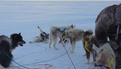 开云体育-超大号兹拉坦🥶44岁伊布北极度假，裹得严严实实坐狗拉雪橇
