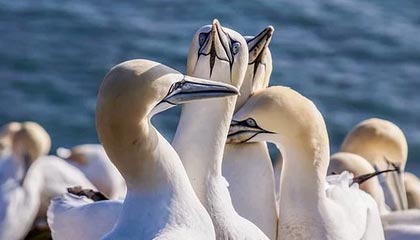 开云-深陷哈登交易流言！CJ：我俩打同一个位置 怎么换？