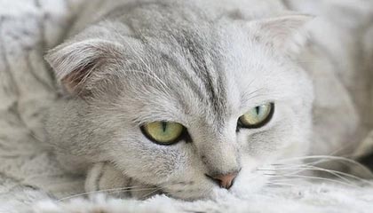 开云体育-风波已过正式向前看 憾负无碍哈登展现巨星本色