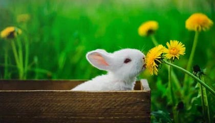 开云-深陷哈登交易流言!CJ:我俩打同一个位置 怎么换?